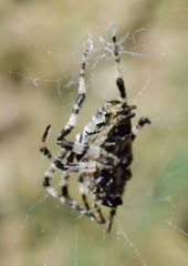 Araneus angulatus