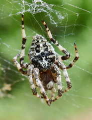 Araneus angulatus