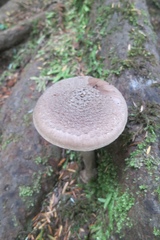 Amanita porphyria