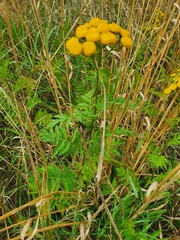 Tanacetum vulgare