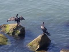 Nannopterum brasilianum