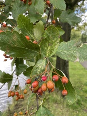 Scandosorbus