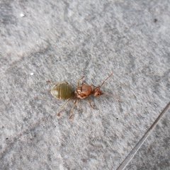 Oecophylla smaragdina