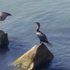 Nannopterum brasilianum