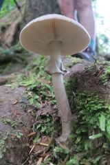 Amanita porphyria
