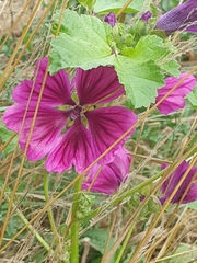 Malva sylvestris mauritiana