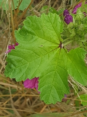 Malva sylvestris mauritiana
