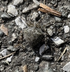 Araneus cavaticus
