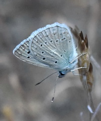 Polyommatus daphnis