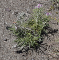 Ptilostemon echinocephalus