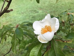 Franklinia