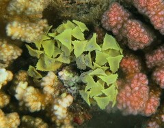 Turbinaria decurrens