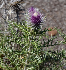 Ptilostemon echinocephalus