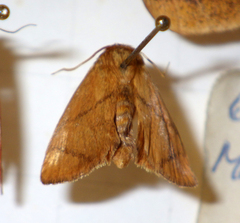 Apoda limacodes