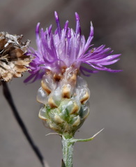 Centaurea sterilis