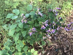 Lespedeza bicolor