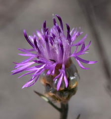 Centaurea sterilis