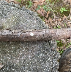 Marasmius capillaris