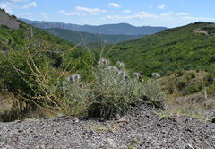 Ptilostemon echinocephalus
