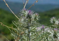 Ptilostemon echinocephalus