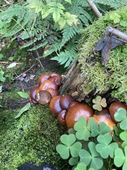 Kuehneromyces mutabilis