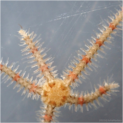 Ophiothrix spiculata