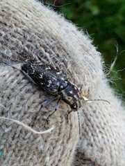 Xylotrechus rusticus