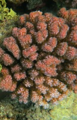 Pocillopora