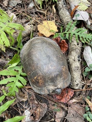 Terrapene carolina major