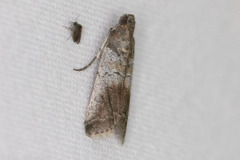 Chararica hystriculella