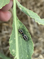 Bagrada hilaris