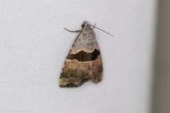 Cobubatha lixiva