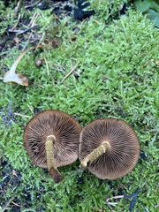 Kuehneromyces mutabilis