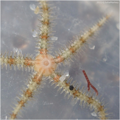 Ophiothrix spiculata