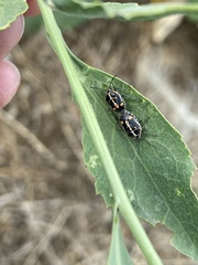 Bagrada hilaris
