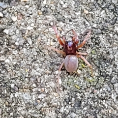 Trachelas tranquillus