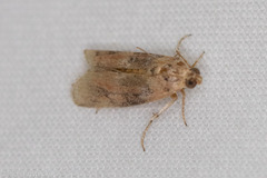 Sciota rubrisparsella