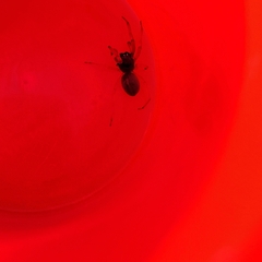 Trachelas tranquillus