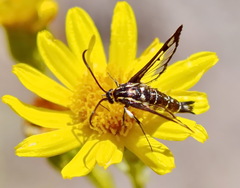 Pyropteron triannuliformis