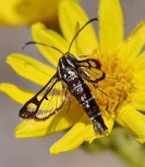 Pyropteron triannuliformis