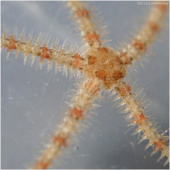 Ophiothrix spiculata