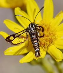 Pyropteron triannuliformis