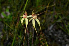 Caladenia orientalis