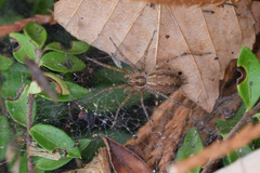 Allagelena gracilens