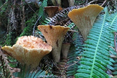 Turbinellus floccosus