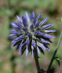 Echinops bannaticus