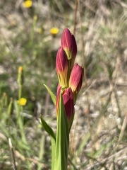 Baeometra uniflora
