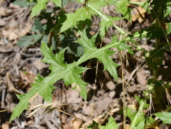 Echinops bannaticus