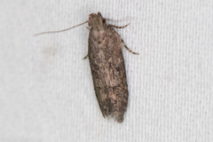 Hypatima