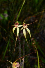 Caladenia orientalis